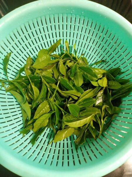 取り立て無農薬狭山茶新芽60g