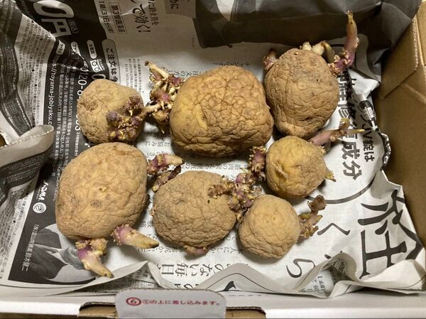 じゃがいも 種芋 キタカムイ