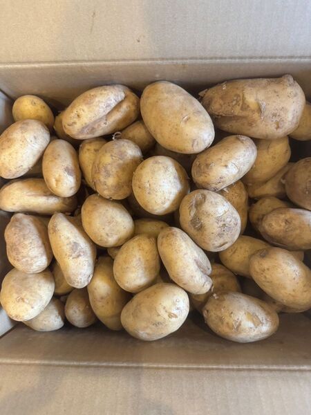 新ジャガB級品 10kg