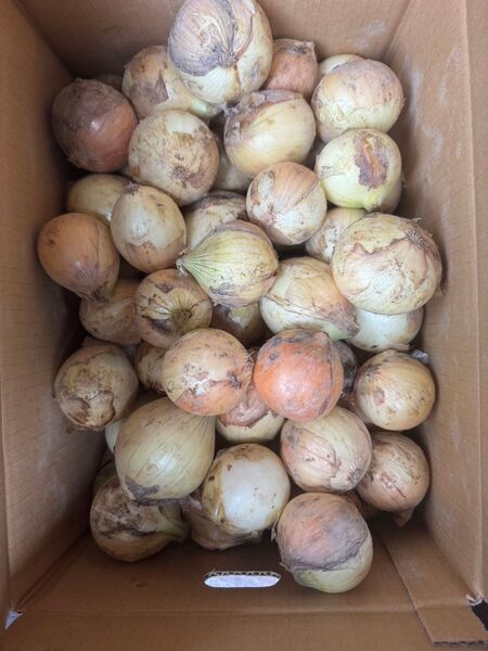 新玉ねぎ20kg B級品 無農薬
