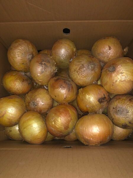 新玉ねぎ10kg③ 佐賀県産