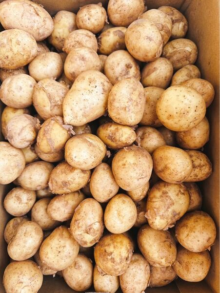 新ジャガ10kg B級品④