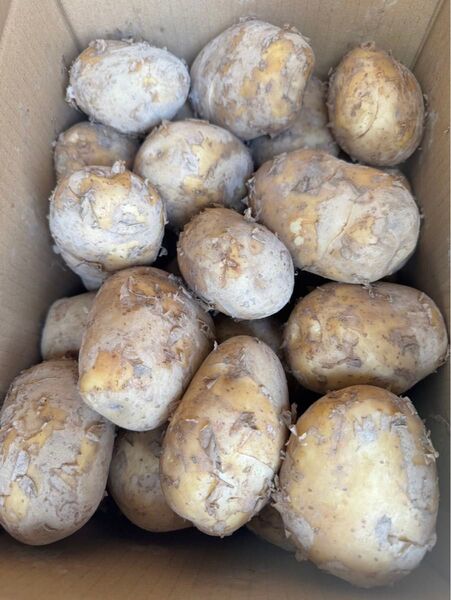 岡山県産新ジャガ10kg ②
