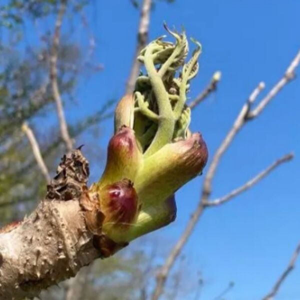 北海道天然採れたてタラの芽 山野草