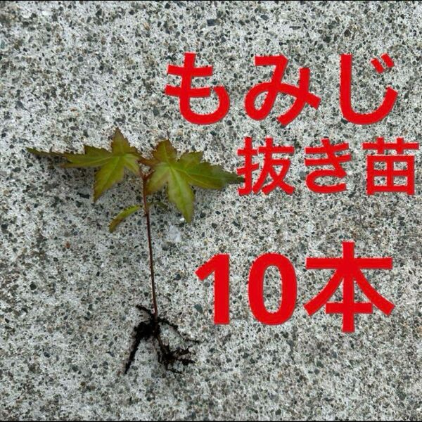 イロハモミジ 抜き苗 もみじ苗 10本セット 実生 幼苗 もみじ 紅葉