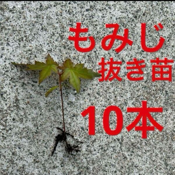 ヤマモミジ 抜き苗 もみじ苗 10本セット 実生 幼苗 もみじ 紅葉 山紅葉
