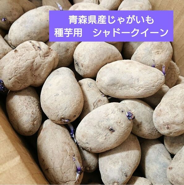 種芋 シャドークイーン 約30個前後 SS〜Sサイズ前後 じゃがいも 青森県産 c