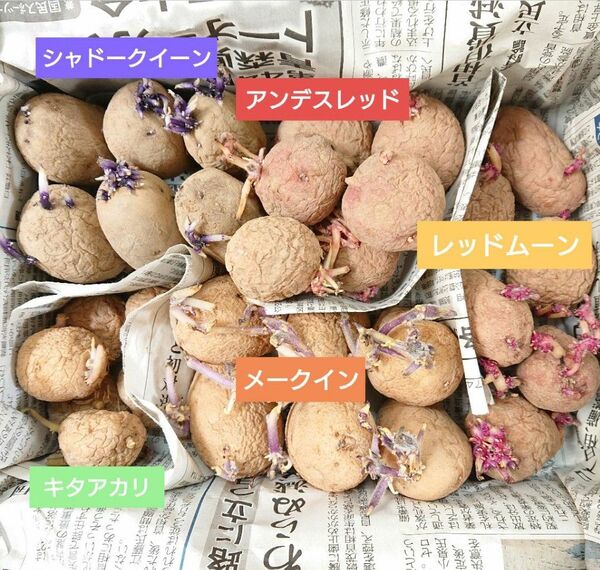 種芋セット 計30個 SS〜Sサイズ前後 シャドークイーン メークイン キタアカリ アンデスレッド レッドムーン じゃがいも a