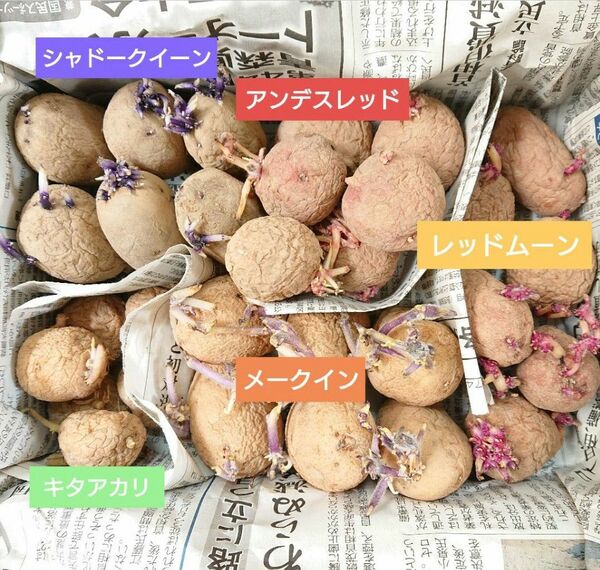 種芋セット 計30個 SS〜Sサイズ前後 シャドークイーン メークイン キタアカリ アンデスレッド レッドムーン じゃがいも b