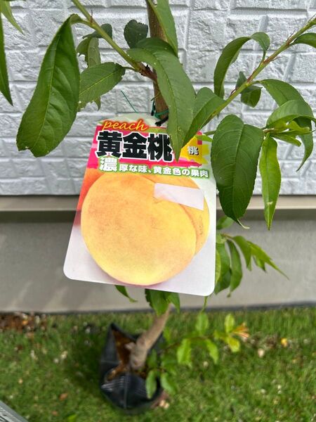 黄金桃の苗木 処分価格