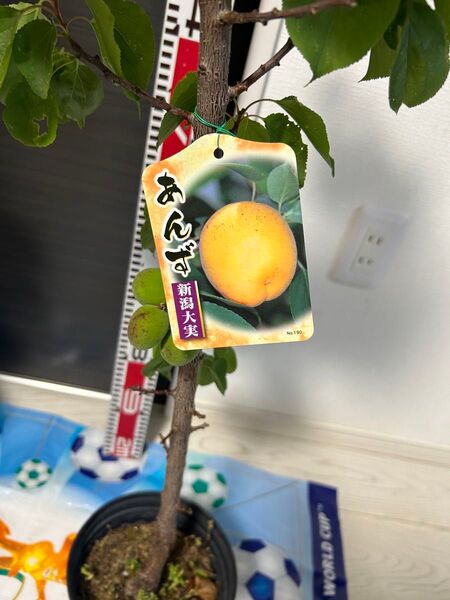 あんず 苗木 新潟大実 実付き