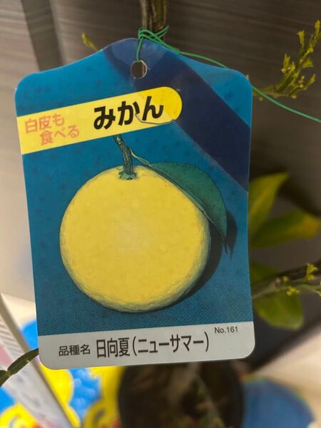日向夏(ニューサマー)苗木