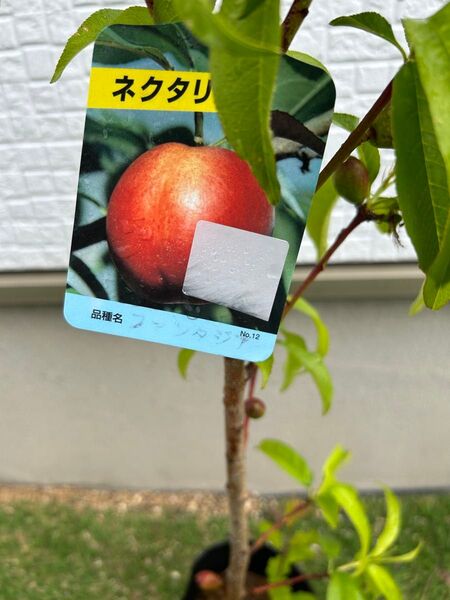 ネクタリン苗 ファンタジア 実付き