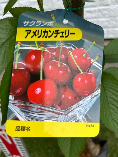 サクラんぼ アメリカンチェリー 苗木 サミット