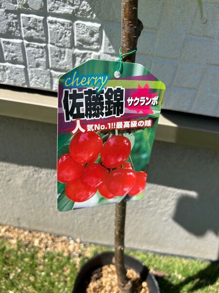 佐藤錦 苗木 サクランボ