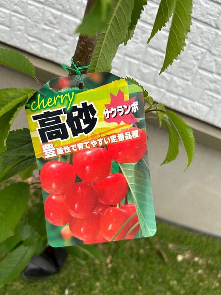 さくらんぼ 苗木 高砂