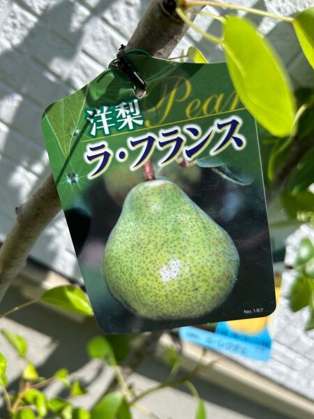 洋梨 苗木 2本セット
