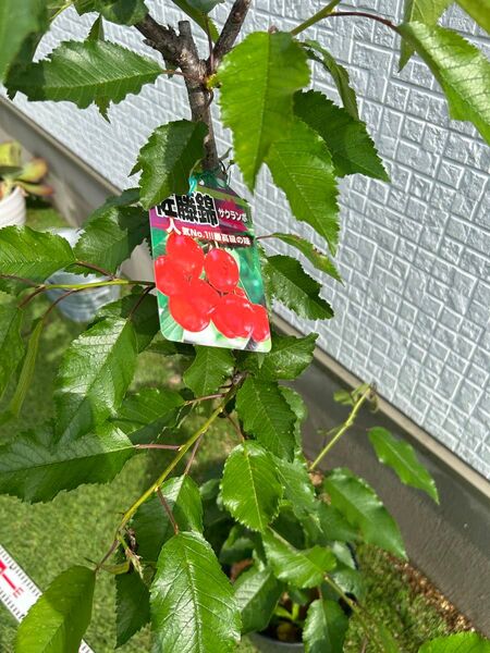 佐藤錦 苗木 人気No.1!! 最高級の味わいのサクランボ 大株