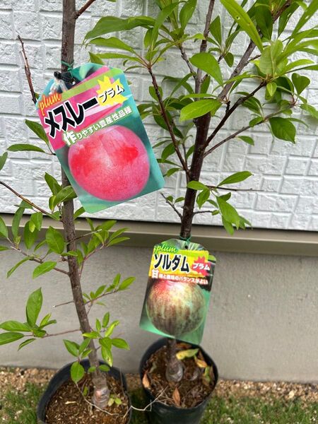 メスレー&ソルダム 苗木2種