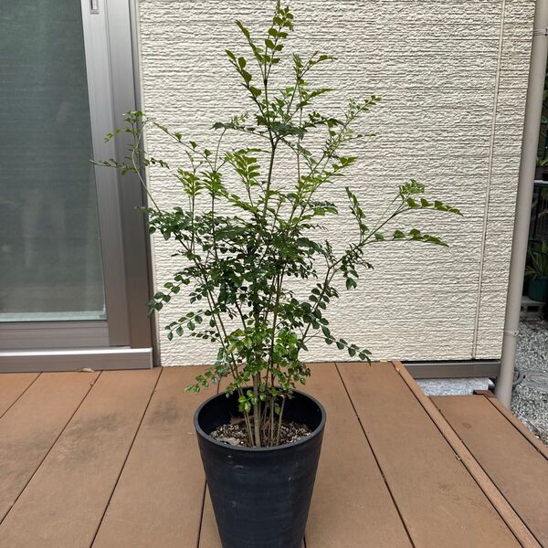 【家庭運 シンボルツリー】シマトネリコ 大サイズ 庭木 観葉植物 鉢のまま発送