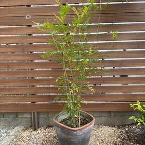 【シンボルツリー】シマトネリコ 大型サイズ 庭木 観葉植物 プラ鉢で発送