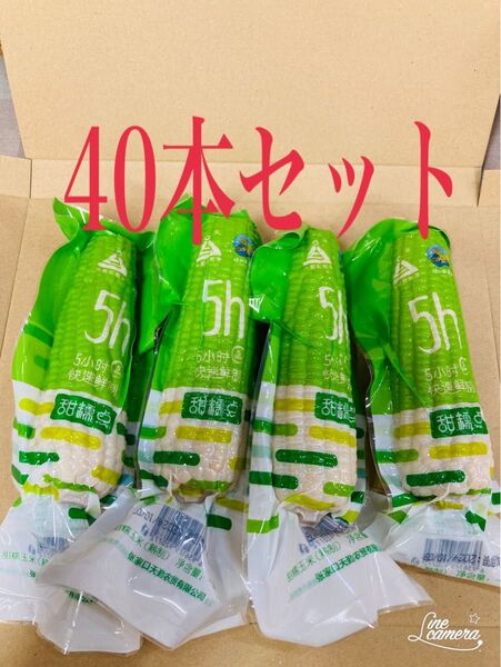 糯玉米棒 モチとうもろこし 軸付き糯玉米 40本セット
