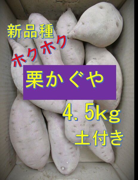 農家直送新品種栗かぐや土付き4.5kg