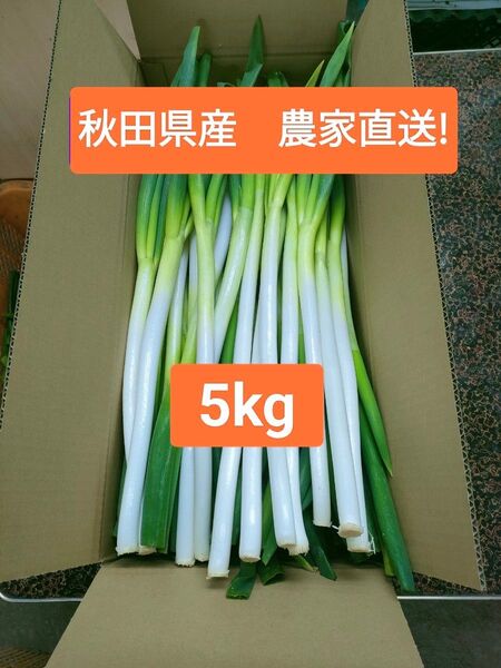 【秋田県産】 農家直送 ねぎ 約5キロ サイズミックス 残り2箱