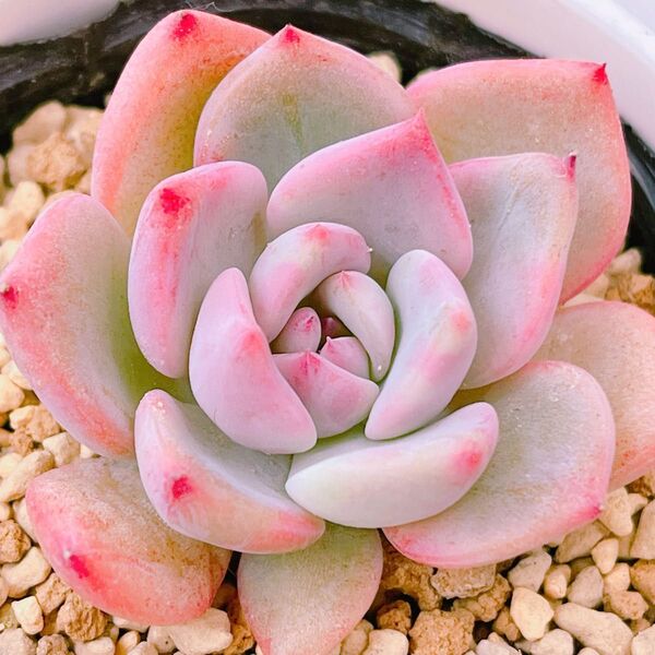 『ラウリンゼ×Yecora』1番 エケベリア 多肉植物
