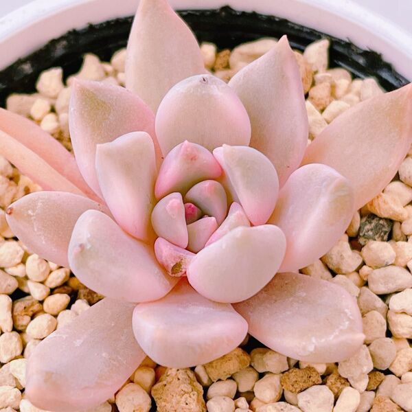『カリナ錦』5番 斑入り エケベリア 多肉植物