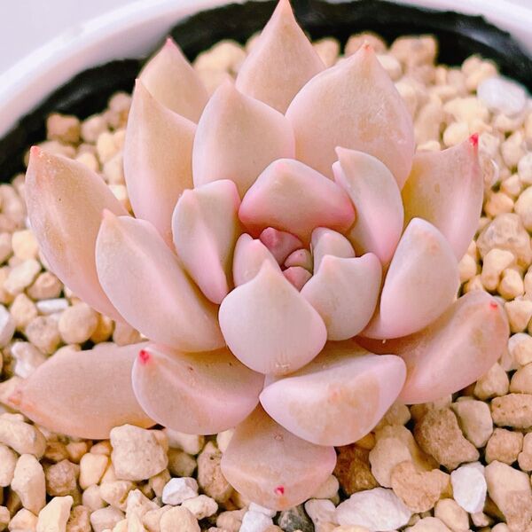 『カリナ錦』7番 斑入り エケベリア 多肉植物