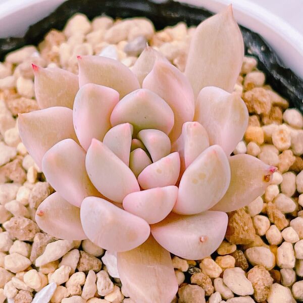 『カリナ錦』8番 斑入り エケベリア 多肉植物