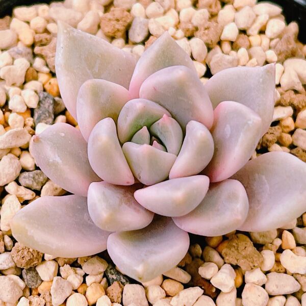 『カリナ錦』9番 斑入り エケベリア 多肉植物