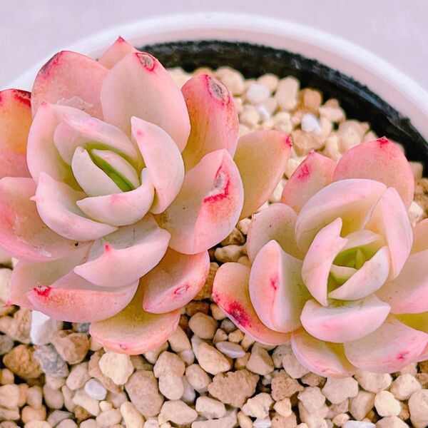 『ピンクベラ錦』6番 斑入り エケベリア 多肉植物