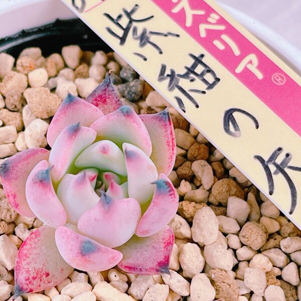 『紫紺の矢』5番 おらいさん エケベリア 多肉植物