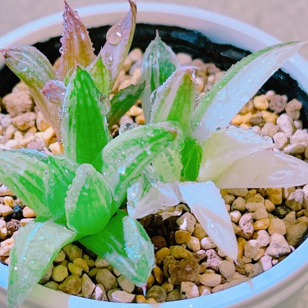 『宝草錦』6番 斑入り ハオルチア 多肉植物
