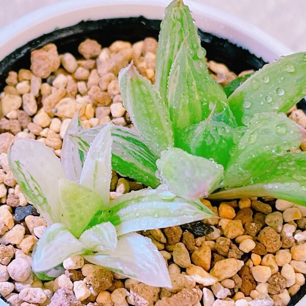 『宝草錦』8番 斑入り ハオルチア 多肉植物