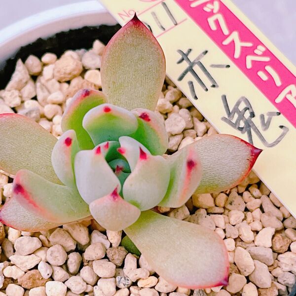 『赤鬼』5番 おらいさん エケベリア 多肉植物