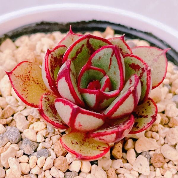 『紅手鞠』7番 おらいさん エケベリア 多肉植物1160