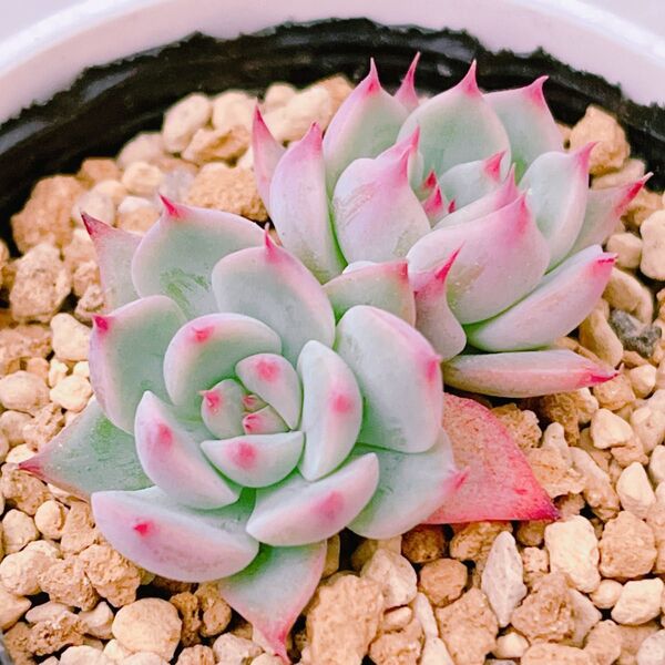 『おらいチワワ×中里リンゼアナ』エケベリア 多肉植物