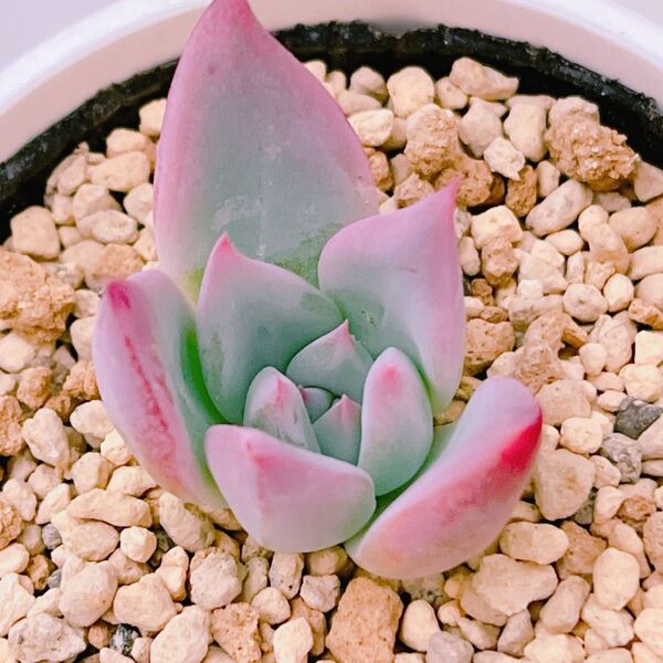 『コロラータ ナウアラ』エケベリア 多肉植物