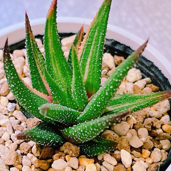 『初霜錦』縞斑入り ハオルチア 多肉植物