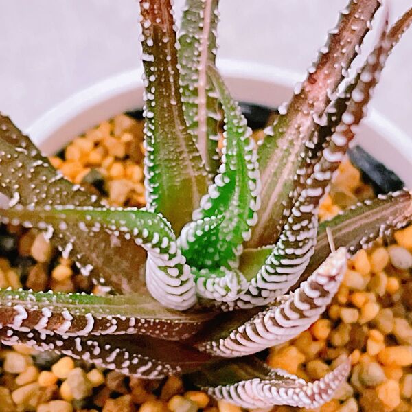 『十二の巻錦』縞斑入り ハオルチア 多肉植物