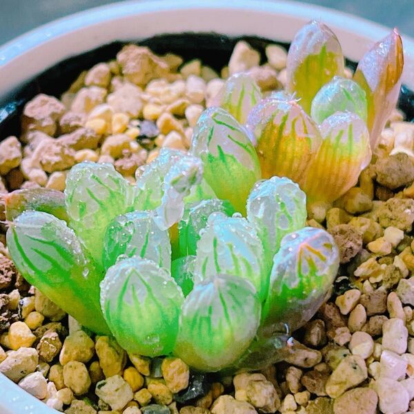 『ドドソン×OB7』3番 ハオルチア 多肉植物
