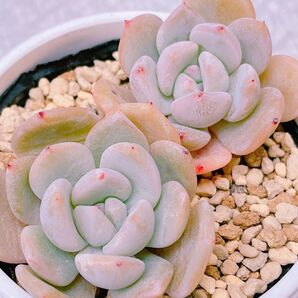 『ラウリンゼ』1番 エケベリア 多肉植物