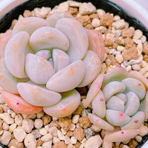 『ラウリンゼ』2番 エケベリア 多肉植物