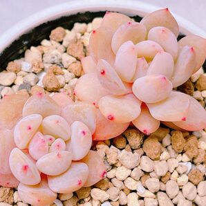 『ラウリンゼ』3番 エケベリア 多肉植物