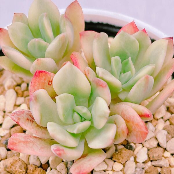 『ミニベル錦』1番 斑入り エケベリア 多肉植物
