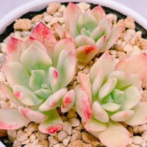 『ミニベル錦』3番 斑入り エケベリア 多肉植物