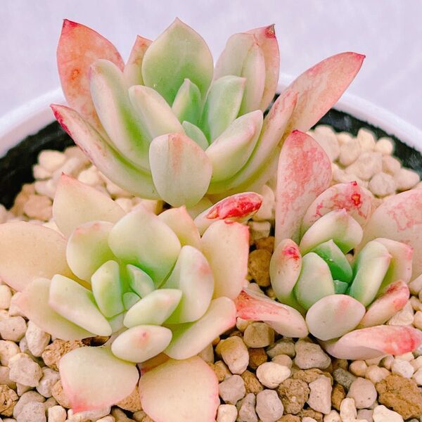 『ミニベル錦』4番 斑入り エケベリア 多肉植物
